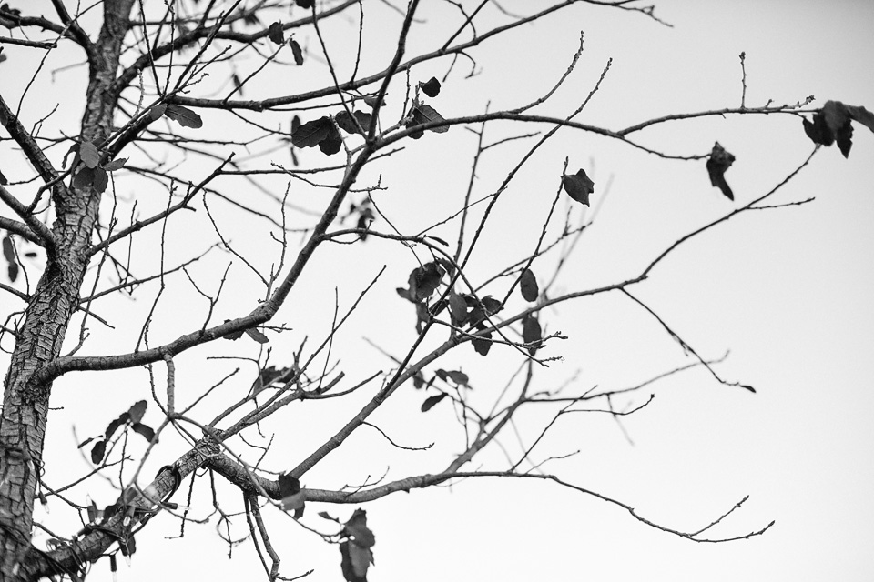 austin-family-photographer-branches-trees-black-and-white-image